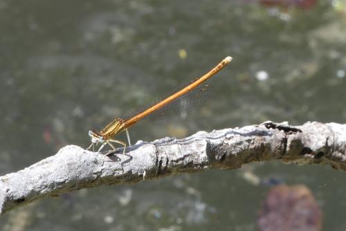 Réf. 184 758 : Platycnemis acutipennis